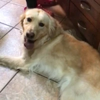 Adopta a Kiara