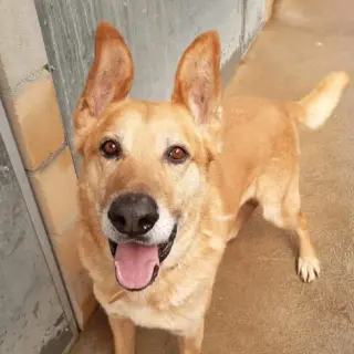 Capitan