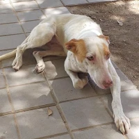 Adopta a Zowi