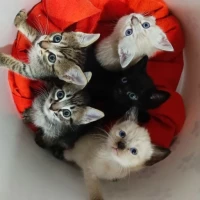 Adopta a Las 4 Mosqueteras Y Dartacan