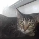Adopta a Lucy
