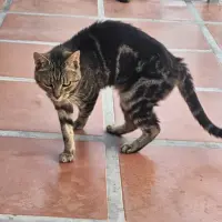 Adopta a Ocelote