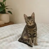 Adopta a Zoro