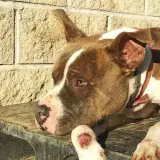 Adopta a Cacique
