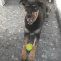 Adopta a Chipi