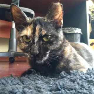 Bimba