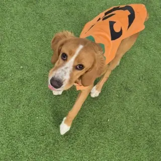 Palo