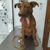 Adopta a Pochaco