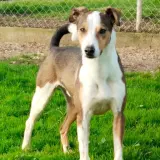 Adopta a Angus