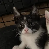 Adopta a Carlota