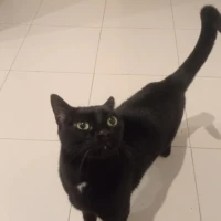 Adopta a Trece Y Chuvash