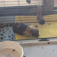 Adopta a Cobaya Hembra 2