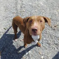 Adopta a Caramelo