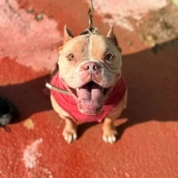 Adopta a Pepón