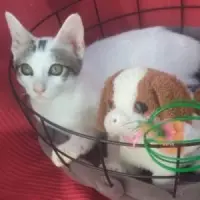 Adopta a Coquete
