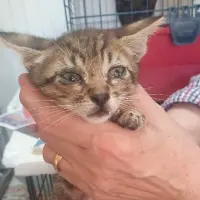 Adopta a Alfie