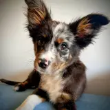 Adopta a Max