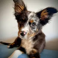 Adopta a Max
