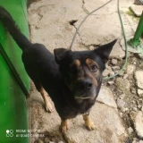 Adopta a Thor