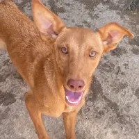 Adopta a Olivia