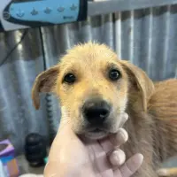 Adopta a Ness
