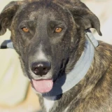 Adopta a Zeus