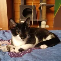 Adopta a Gina,Panda,Pirati, Nilo Y Lino