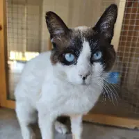 Adopta a Nilo