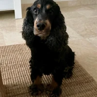 Adopta a Fernanda Barbosa Silva