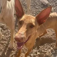 Adopta a Artemis