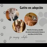 Adopta a Bender