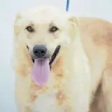 Adopta a Pony