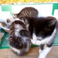 Adopta a Gatitos