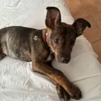 Adopta a Teddy