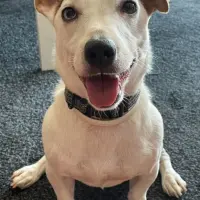 Adopta a Scar