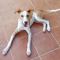 Adopta a Diana