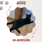 Adopta a Asus