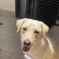 Adopta a Risitas