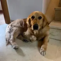 Adopta a Atom