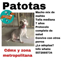 Adopta a Patotas