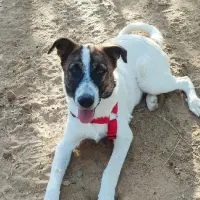 Adopta a Dany
