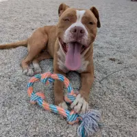 Adopta a Cinammon Roll