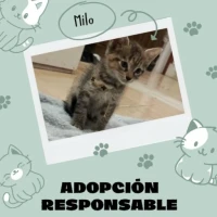 Adopta a Milo