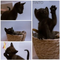 Adopta a Tinto
