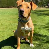 Adopta a Wayoyo