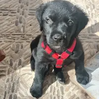 Adopta a Sancho