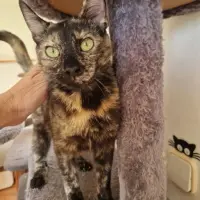 Adopta a Pammie