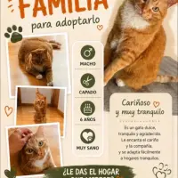 Adopta a Covid