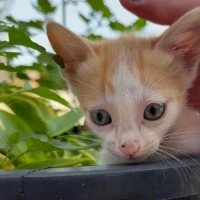 Adopta a Sira
