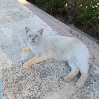 Alvin
